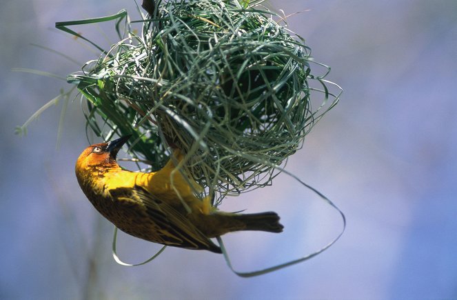 Kurioses aus der Tierwelt - Von Spinnern und Webern: Der Vogel und die Spinne - Filmfotos