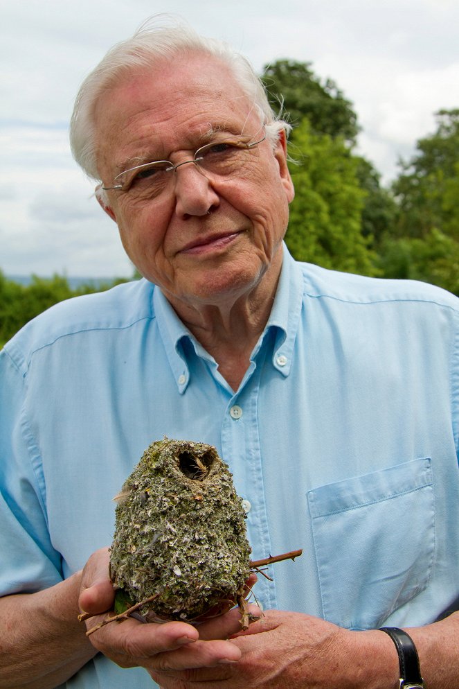 David Attenborough's Natural Curiosities - Spinners and Weavers - Photos - David Attenborough