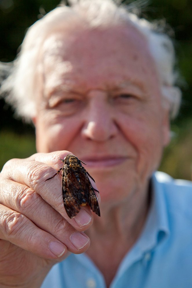 David Attenborough - A természet csodái - Curious Imposters - Filmfotók
