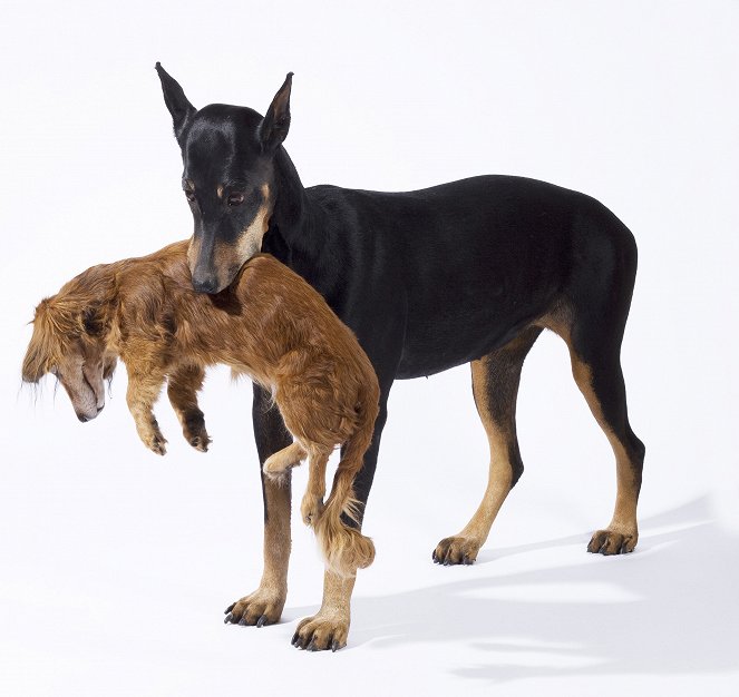 TierART - Eine animalische Kunstgeschichte mit Aurel Mertz - Hunde - Filmfotos