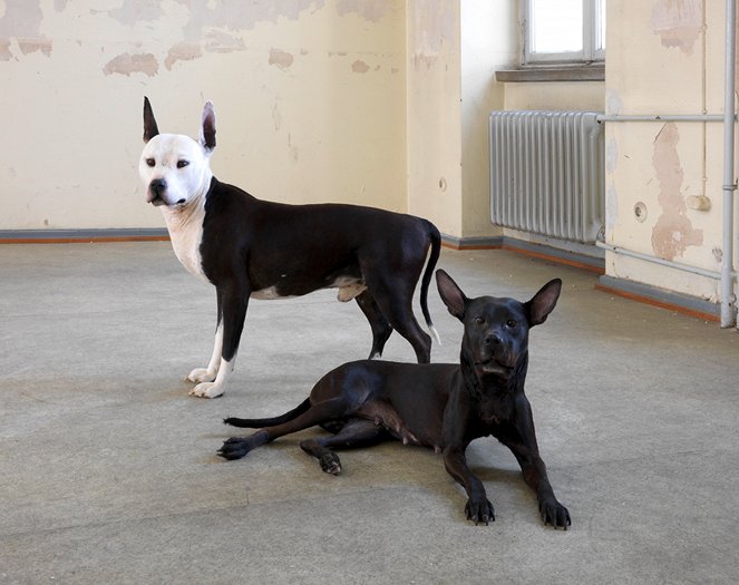 TierART - Eine animalische Kunstgeschichte mit Aurel Mertz - Hunde - Film