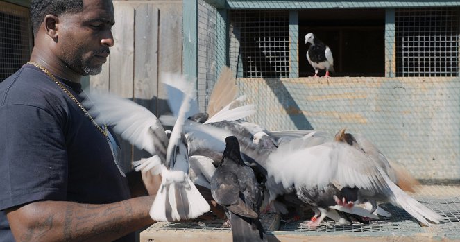 TierART - Eine animalische Kunstgeschichte mit Aurel Mertz - Vögel - Filmfotók