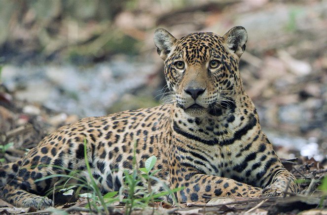 Guyana - Im Wald des Jaguars - Photos