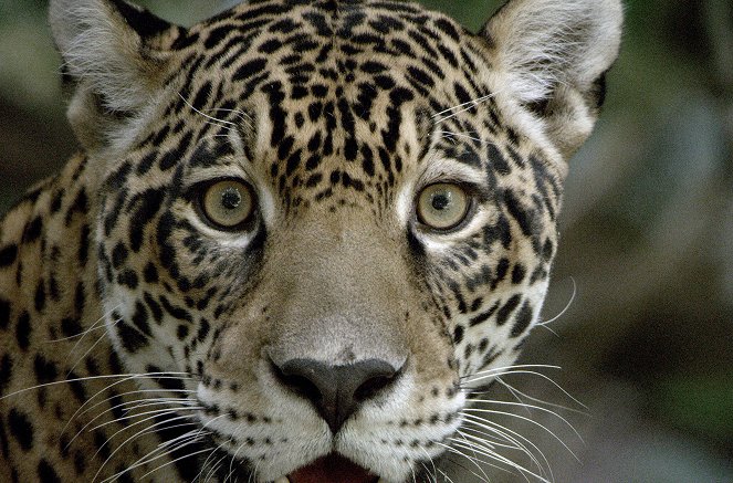 Guyana - Im Wald des Jaguars - Z filmu
