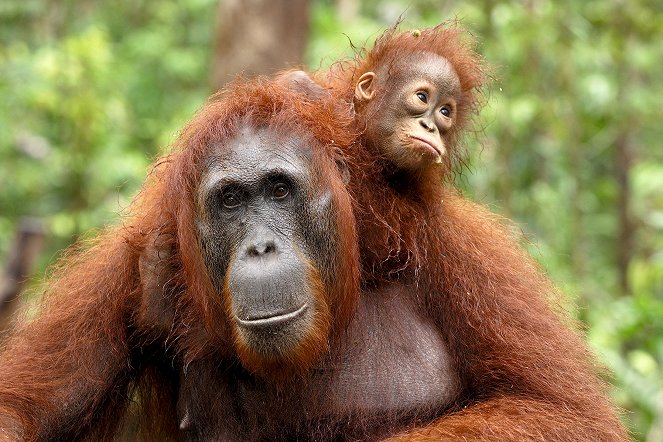 Kurioses aus der Tierwelt - Handwerktalente: Der Orang-Utan und der Rabe - Filmfotos