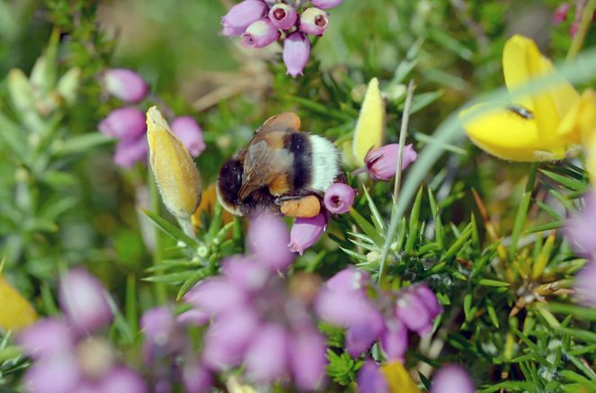 Die Natur und ihr Netzwerk der Wohltäter - In der Heide - Filmfotos