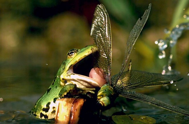 Nature in Symbiosis - La Lande - Photos