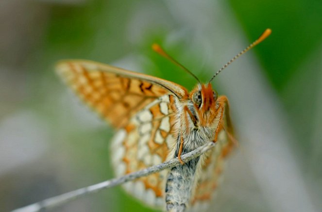 Die Natur und ihr Netzwerk der Wohltäter - In der Heide - Filmfotos