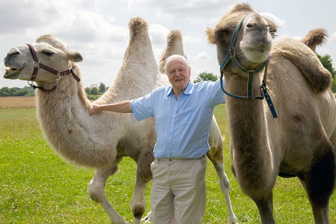 Kurioses aus der Tierwelt - Season 3 - Dehnbare Körper: Das Kamel, das Dromedar und die Anakonda - Filmfotos - David Attenborough