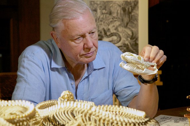 David Attenborough's Natural Curiosities - Season 3 - Expandable Bodies - Photos - David Attenborough
