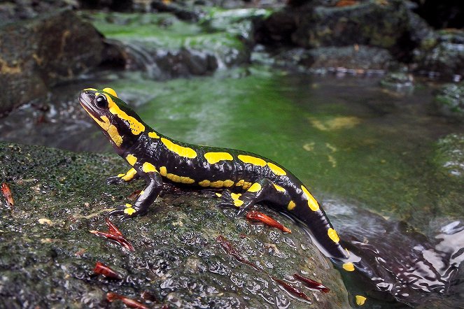 Kurioses aus der Tierwelt - Season 3 - Unglaubliche Regeneration: Der Salamander und der Elch - Filmfotos