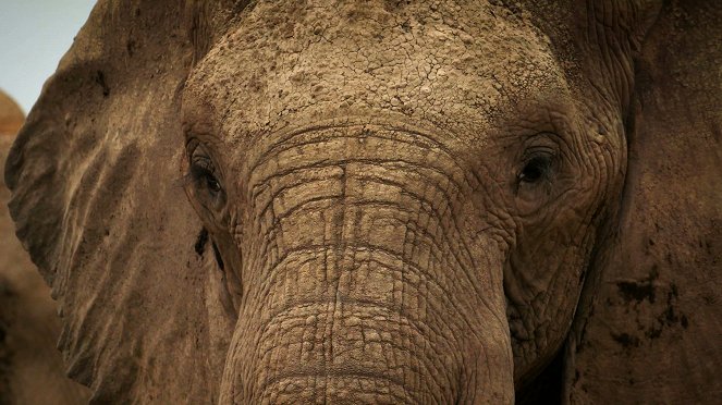 Állati odüsszeia - Le Voyage de l'éléphant d'Afrique - Filmfotók