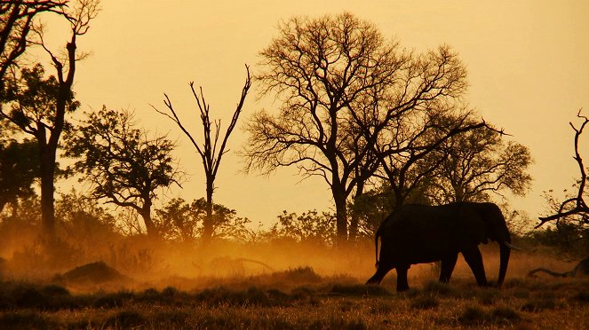 L'Odyssée des animaux - Le Voyage de l'éléphant d'Afrique - Do filme