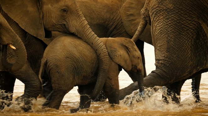 Odyseja zwierząt - Wędrówki słoni - Z filmu