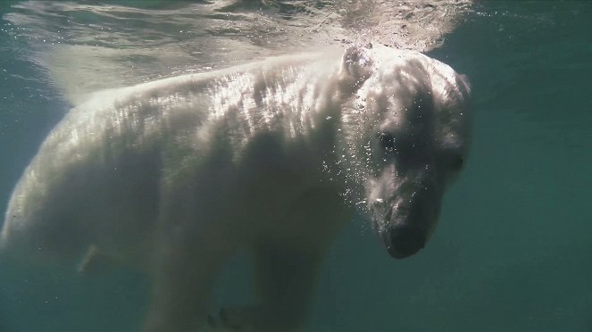 L'Odyssée des animaux - Le Voyage de l'ours d'Amérique du Nord - Film
