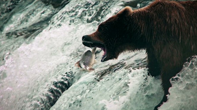 Zvířecí odysea - Cesta severoamerického medvěda - Z filmu