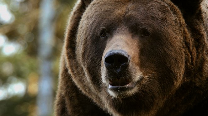 Zvířecí odysea - Cesta severoamerického medvěda - Z filmu