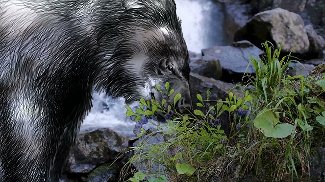Állati odüsszeia - Le Voyage de l'ours d'Amérique du Nord - Filmfotók