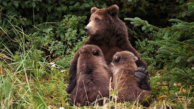 Állati odüsszeia - Le Voyage de l'ours d'Amérique du Nord - Filmfotók