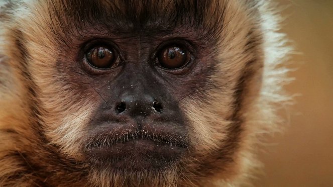L'Odyssée des animaux - Le Voyage du singe d'Amérique du Sud - Film