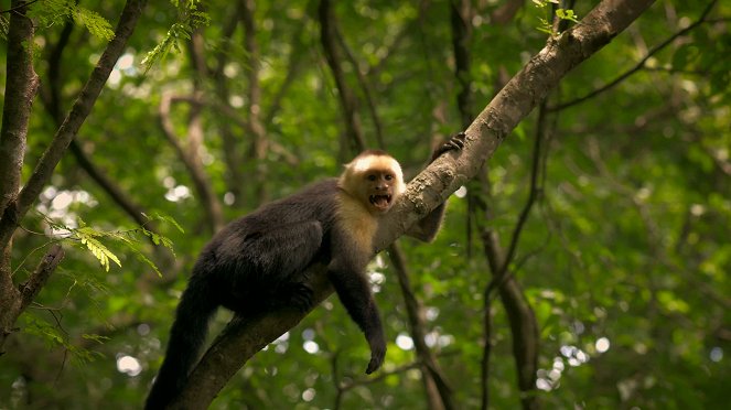 L'Odyssée des animaux - Le Voyage du singe d'Amérique du Sud - Van film