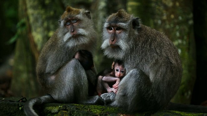 Állati odüsszeia - Le Voyage du singe d'Amérique du Sud - Filmfotók