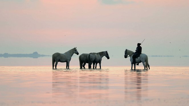 L'Odyssée des animaux - Le Voyage du cheval d'Eurasie - Van film