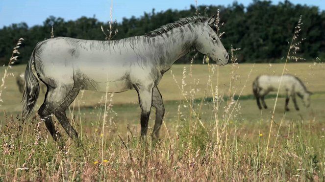 Zvířecí odysea - Cesta eurasijského koně - Z filmu
