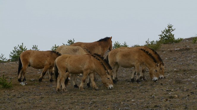 Die Odyssee der Tiere - Die Reise der eurasischen Pferde - Filmfotos