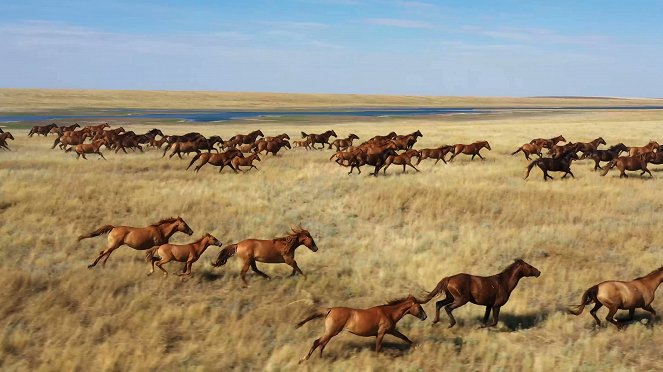 L'Odyssée des animaux - Le Voyage du cheval d'Eurasie - De filmes