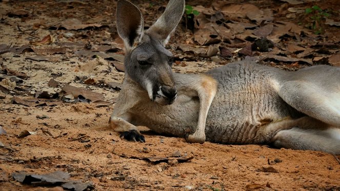 Eläinodysseijat - Le Voyage du kangourou d'Australie - Kuvat elokuvasta