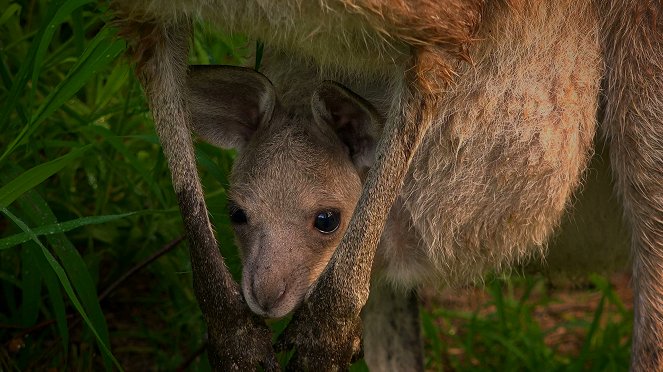 Állati odüsszeia - Le Voyage du kangourou d'Australie - Filmfotók
