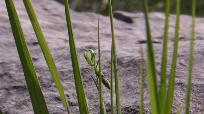 Metamorphosis, la lutte pour la vie - Z filmu