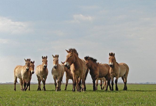 Ungarns wilde Pferde - In den Weiten der Puszta - Filmfotos
