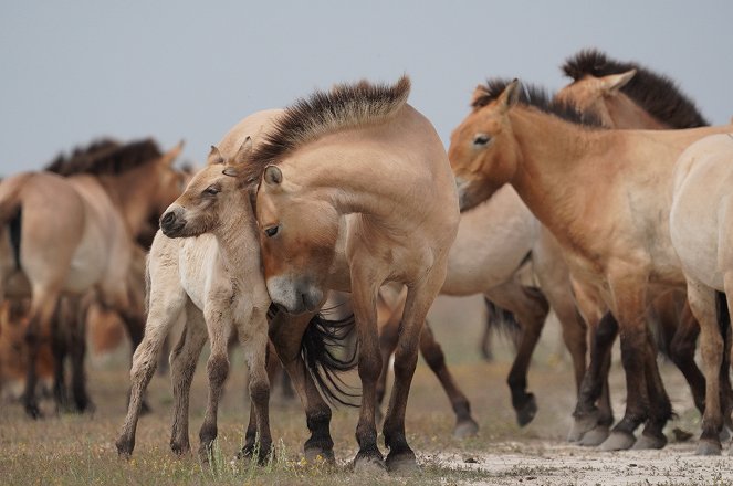 Sauvages chevaux de la Puszta : Au cœur des steppes hongroises - Film