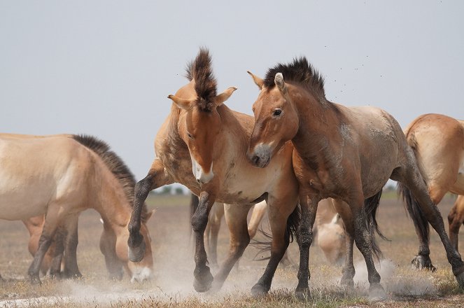 Wild Horses: A Tale from the Puszta - Photos
