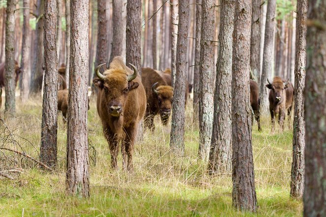 Polens Osten: Zwischen Wisenten, Wölfen und Elchen - Filmfotos