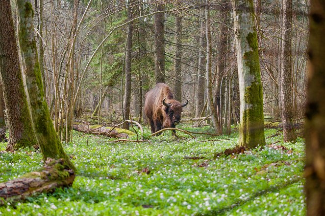 Universum: Polen - Europas wilder Osten - De filmes