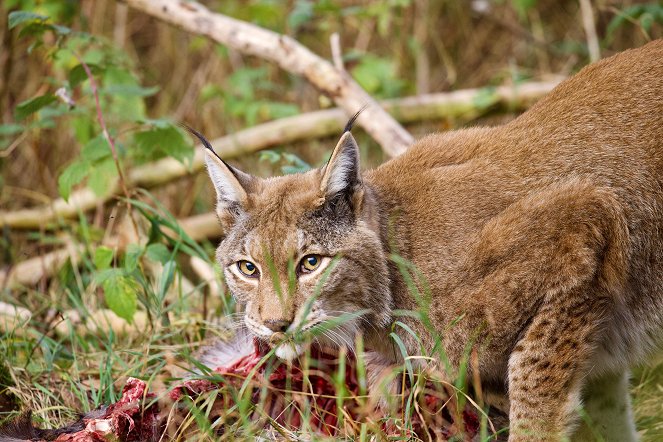 Poland's Wild East - Photos