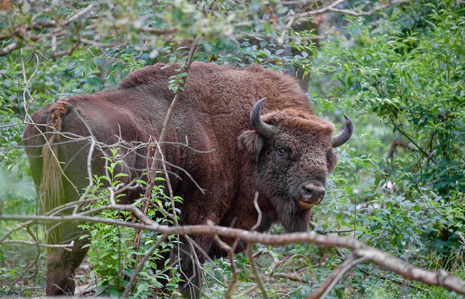 Poland's Wild East - Photos