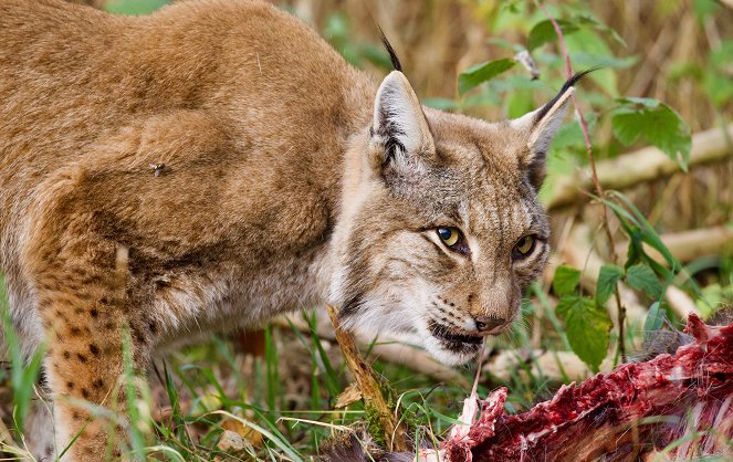 Poland's Wild East - Photos