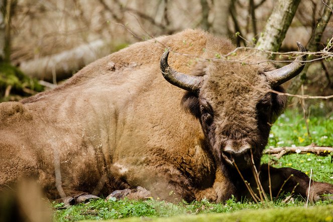 Poland's Wild East - Photos