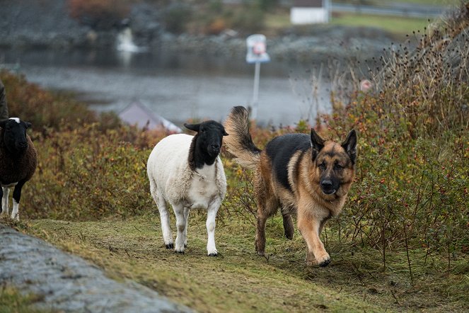 Hudson & Rex - Kein Mensch ist eine Insel - Filmfotos - Hund Diesel vom Burgimwald