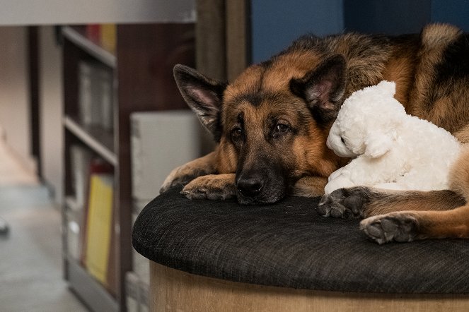 Hudson & Rex - Season 4 - Kein Mensch ist eine Insel - Filmfotos - Hund Diesel vom Burgimwald