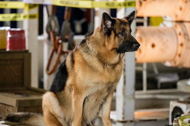 Hudson & Rex - Season 4 - Am Ende wird alles gut - Filmfotos - Hund Diesel vom Burgimwald