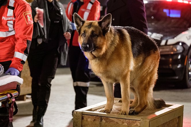 Rex Kanadában - Season 4 - Dog Days Are Over - Filmfotók - Diesel vom Burgimwald a kutya