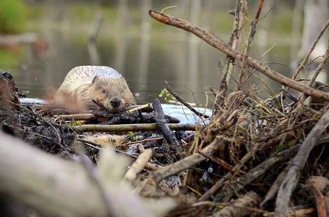 Metamorphosen - Die Wildnis kehrt zurück - Englands Biber – Der Chaos-Effekt - Filmfotos