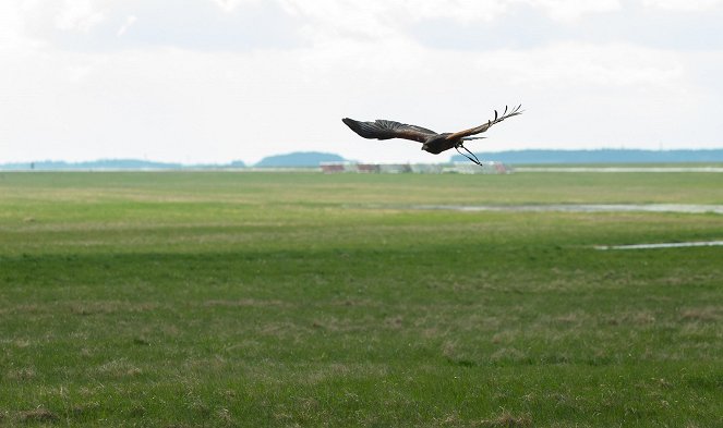 Zvířecí profesionálové - Ptáci, kteří hlídají letiště - Filmfotos