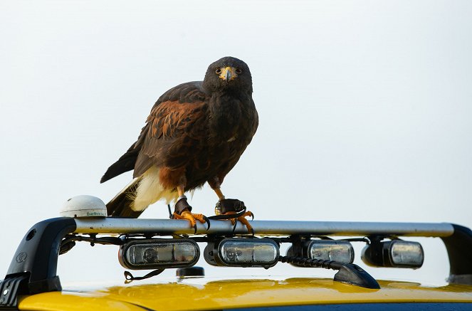 Zvířecí profesionálové - Ptáci, kteří hlídají letiště - Photos