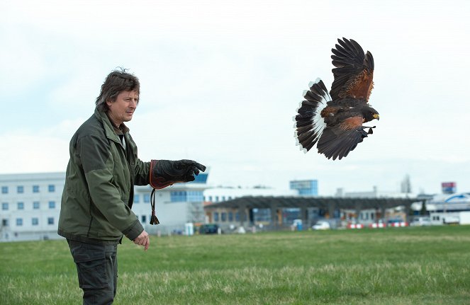 Zvířecí profesionálové - Ptáci, kteří hlídají letiště - Film